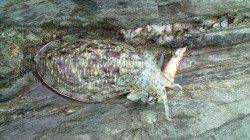 湯浅・広川エリアでアジング、15cmクラスのアジが爆釣