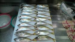 湯浅・広川エリアでアジング、15cmクラス…