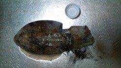 谷川漁港でアジング&エギング　アジとコウイカの釣果