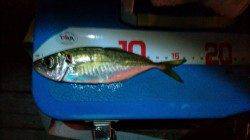 舞洲でアジング、3時間ほどでアジ12匹