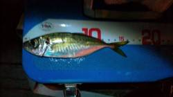 舞洲でアジング、3時間ほどでアジ12匹