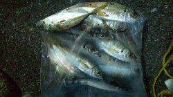 舞洲でアジング、3時間ほどでアジ12匹