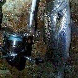 下浜港　常夜灯の明暗部狙いでシーバスがヒット！