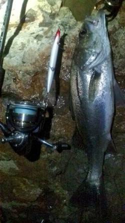 下浜港　常夜灯の明暗部狙いでシーバスがヒッ…