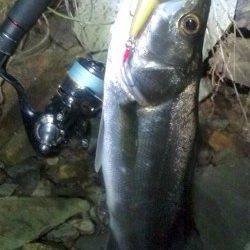 下浜港　常夜灯の明暗部狙いでシーバスがヒット！