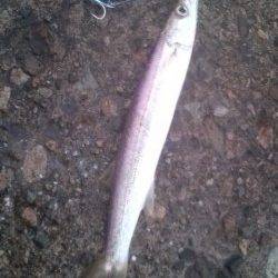 香住東港でライトジギング　カマスのバイト連発！