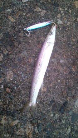 香住東港でライトジギング　カマスのバイト連発！