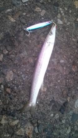 香住東港でライトジギング　カマスのバイト連…