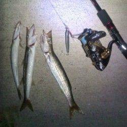 香住東港でライトジギング　カマスのバイト連発！