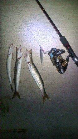 香住東港でライトジギング　カマスのバイト連発！