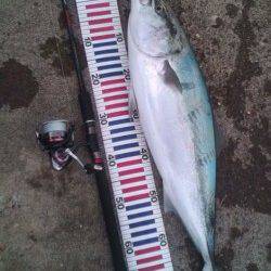 香住西港　ルアーでブリ85cm！サゴシも数狙える