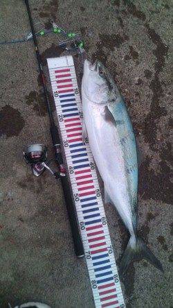 香住西港　ルアーでブリ85cm！サゴシも数狙える