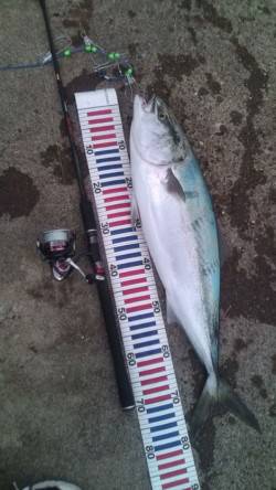 香住西港　ルアーでブリ85cm！サゴシも数…