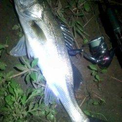 円山川へシーバス狙い、サイズ以上の引きで楽しませてくれました