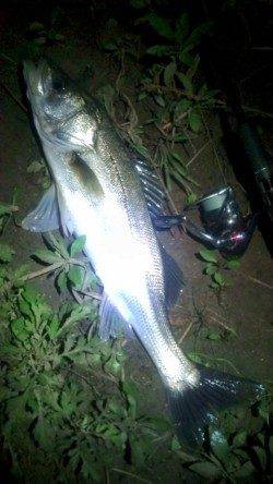 円山川へシーバス狙い、サイズ以上の引きで楽しませてくれました