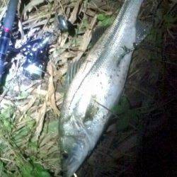 円山川へシーバス狙い、サイズ以上の引きで楽しませてくれました