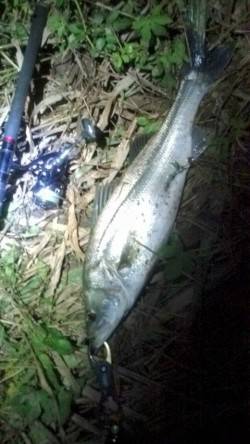 円山川へシーバス狙い、サイズ以上の引きで楽…