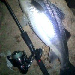 円山川、落ち鮎パターンで７２ｃｍ、腹パンのシーバス