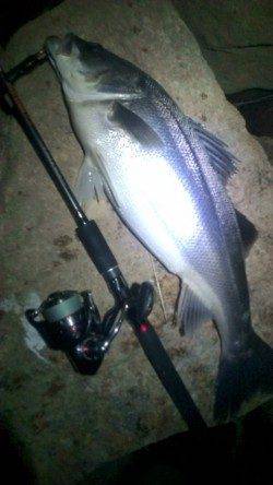 円山川、落ち鮎パターンで７２ｃｍ、腹パンのシーバス