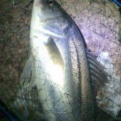 円山川、落ち鮎パターンで７２ｃｍ、腹パンのシーバス
