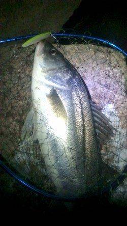 円山川、落ち鮎パターンで７２ｃｍ、腹パンのシーバス