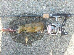 ハイピッチジャークでイカを誘い出せ☆