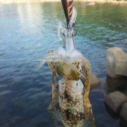 ハイピッチジャークでイカを誘い出せ☆