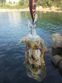 ハイピッチジャークでイカを誘い出せ☆