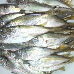 ファミリーフィッシングに最適！ 柴山港でサビキ