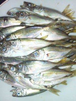 ファミリーフィッシングに最適！ 柴山港でサビキ