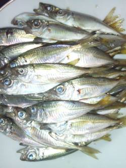 ファミリーフィッシングに最適！ 柴山港でサ…