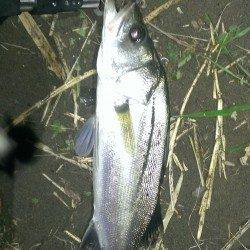 三尾川漁港　台風後の濁り狙いでシーバス釣行