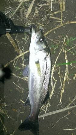 三尾川漁港　台風後の濁り狙いでシーバス釣行…