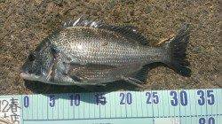 田ノ浦漁港　紀州釣りでチヌ☆　遠投でヒット