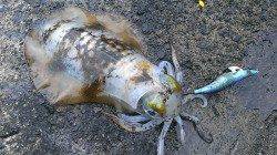 柴山港でのエギング　持ち帰りサイズ10パイ