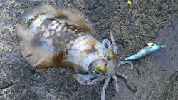 柴山港でのエギング　持ち帰りサイズ10パイ…