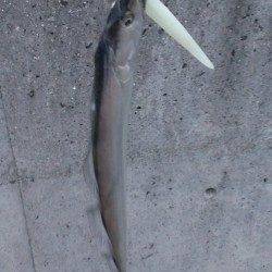 朝の時合にタチウオは釣れるのか調査