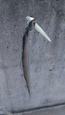 朝の時合にタチウオは釣れるのか調査