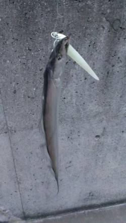 朝の時合にタチウオは釣れるのか調査