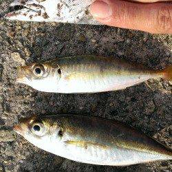 朝の時合にタチウオは釣れるのか調査