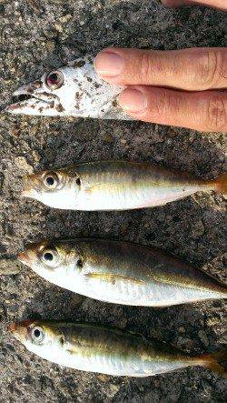 朝の時合にタチウオは釣れるのか調査