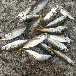 朝の時合いにアジを狙ってのサビキ釣果