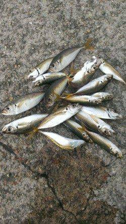 朝の時合いにアジを狙ってのサビキ釣果