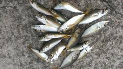 朝の時合いにアジを狙ってのサビキ釣果