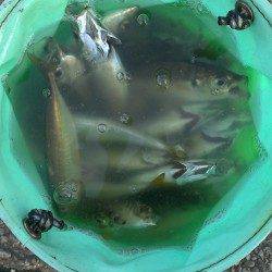 朝の時合いを狙ってサビキ釣り、アジにイワシ