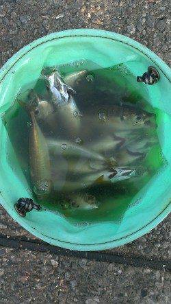 朝の時合いを狙ってサビキ釣り、アジにイワシ