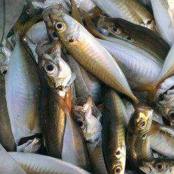 朝の時合いを狙ってサビキ釣り、アジにイワシ