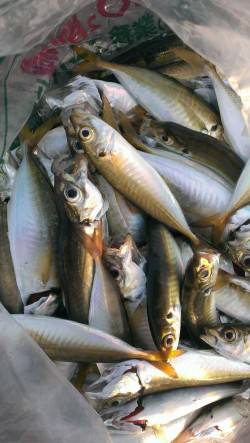 朝の時合いを狙ってサビキ釣り、アジにイワシ…