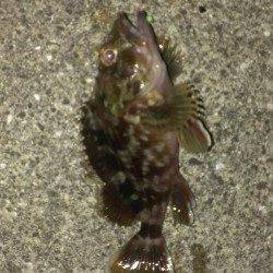 尼崎～芦屋エリア　胴突き仕掛けでガシラの釣果