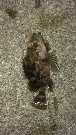 尼崎～芦屋エリア　胴突き仕掛けでガシラの釣果